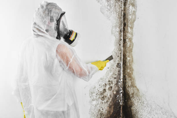 Best Mold Removal Process  in Ainsworth, NE
