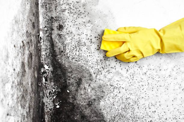 Best Black Mold Removal  in Ainsworth, NE