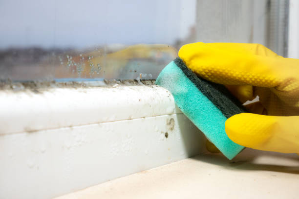 Mold Testing and Removal in Ainsworth, NE