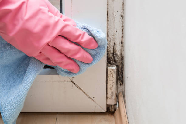Mold Removal Process in Ainsworth, NE